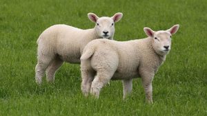 Picture of lambs for Numnuts