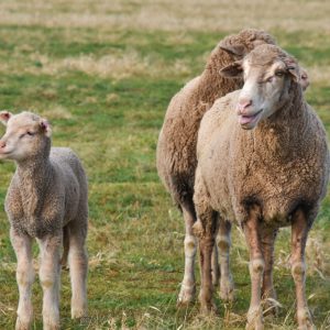 Lamb and dam