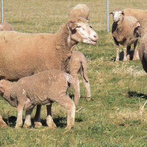 Lamb feeding