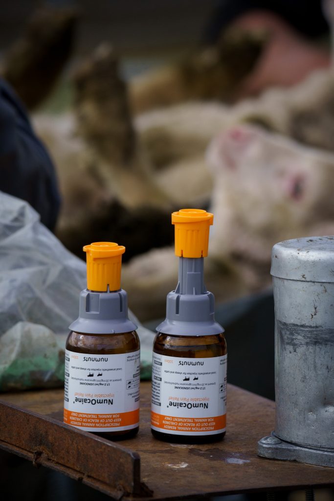2 bottles of NumOcaine® Anaesthetic Lamb Castration Taildocking
