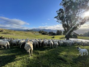 Prime Lambs New Zeland