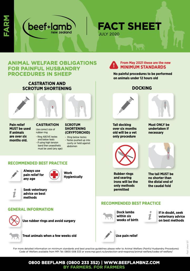 New Zeland animal Welfare obligations for painful husbandry procedures in Sheep