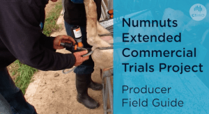 On farm numnuts extended producer trials 2021 run by CSRIO