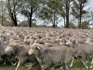 A flock of Merino Sheep in a field