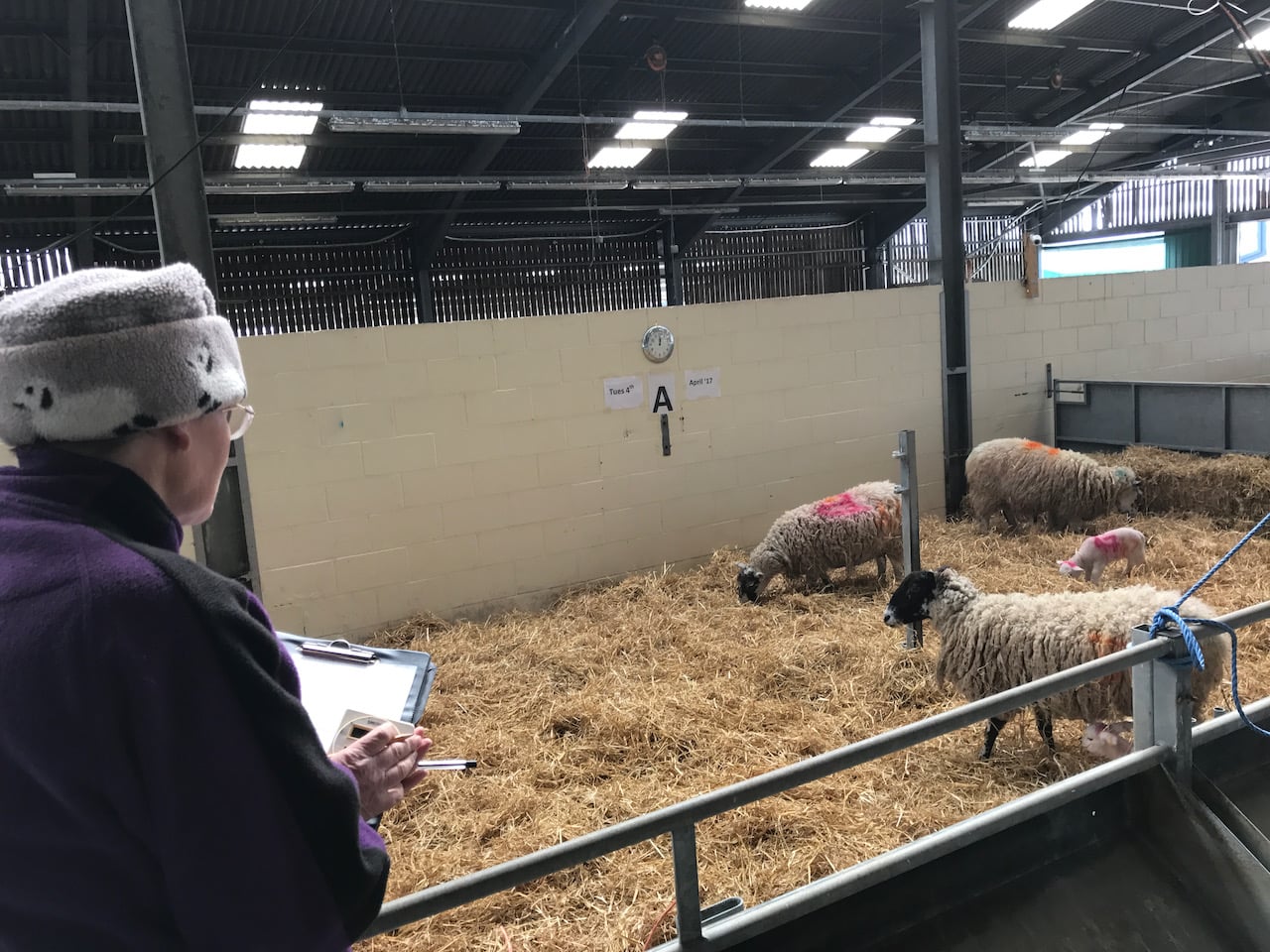Research Numnuts Tail Docking is Less Painful for Lambs