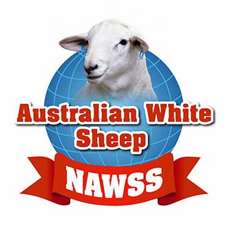 Austrialian White Sheep