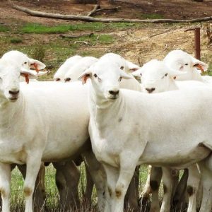 Austrailain White Breed Sheep Numunts