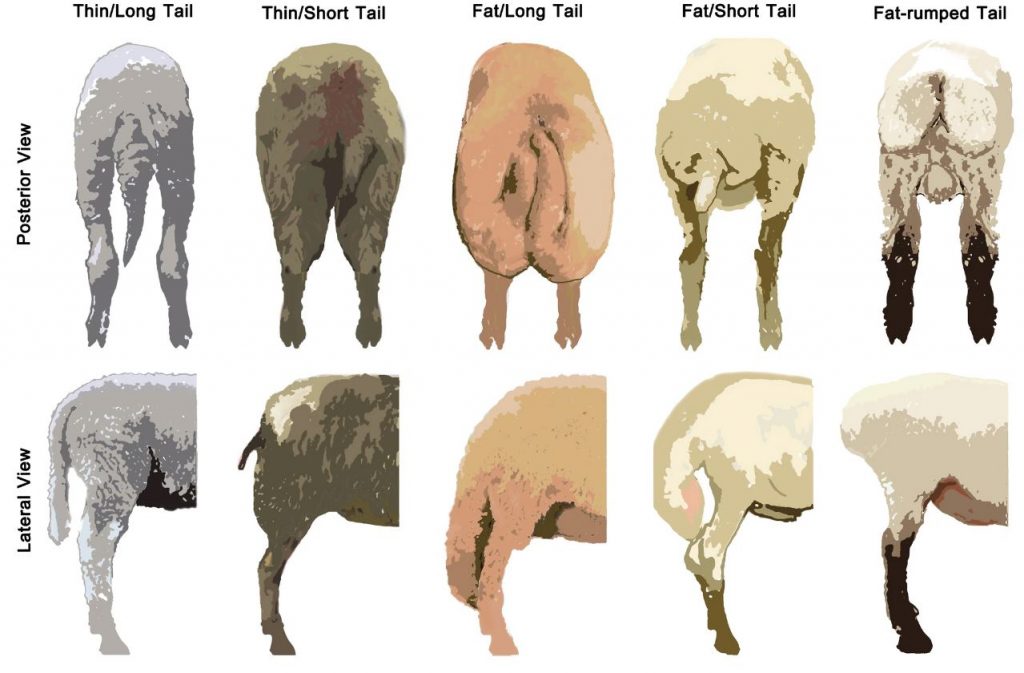 Types of Tail