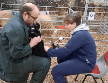 Dr Kenny Rutherford, Reader in Animal Welfare Science at SRUC, holds the lamb while Jo Donbavand, Senior Technician, applies the Numnuts treatment.